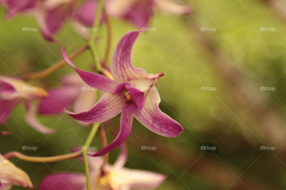 Pink Orchid 