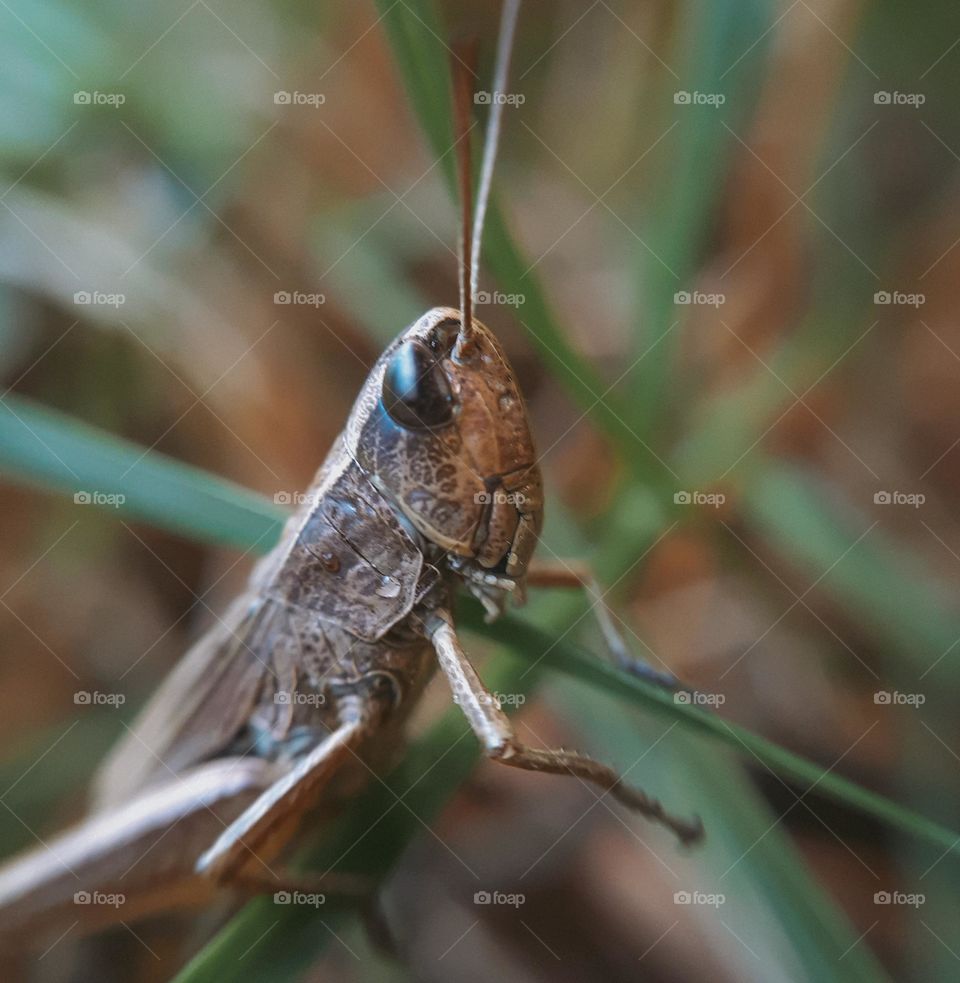 Macro photo of locusts among greenery