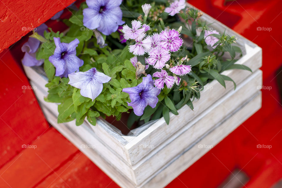 Colorful flowers 