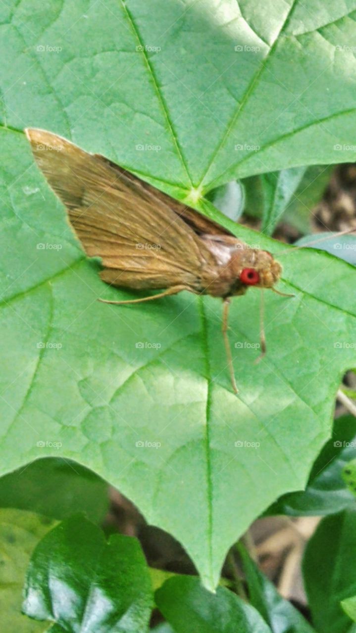 The red-eyed butterfly