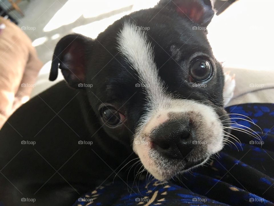 Baby Nellie, the Boston Terrier