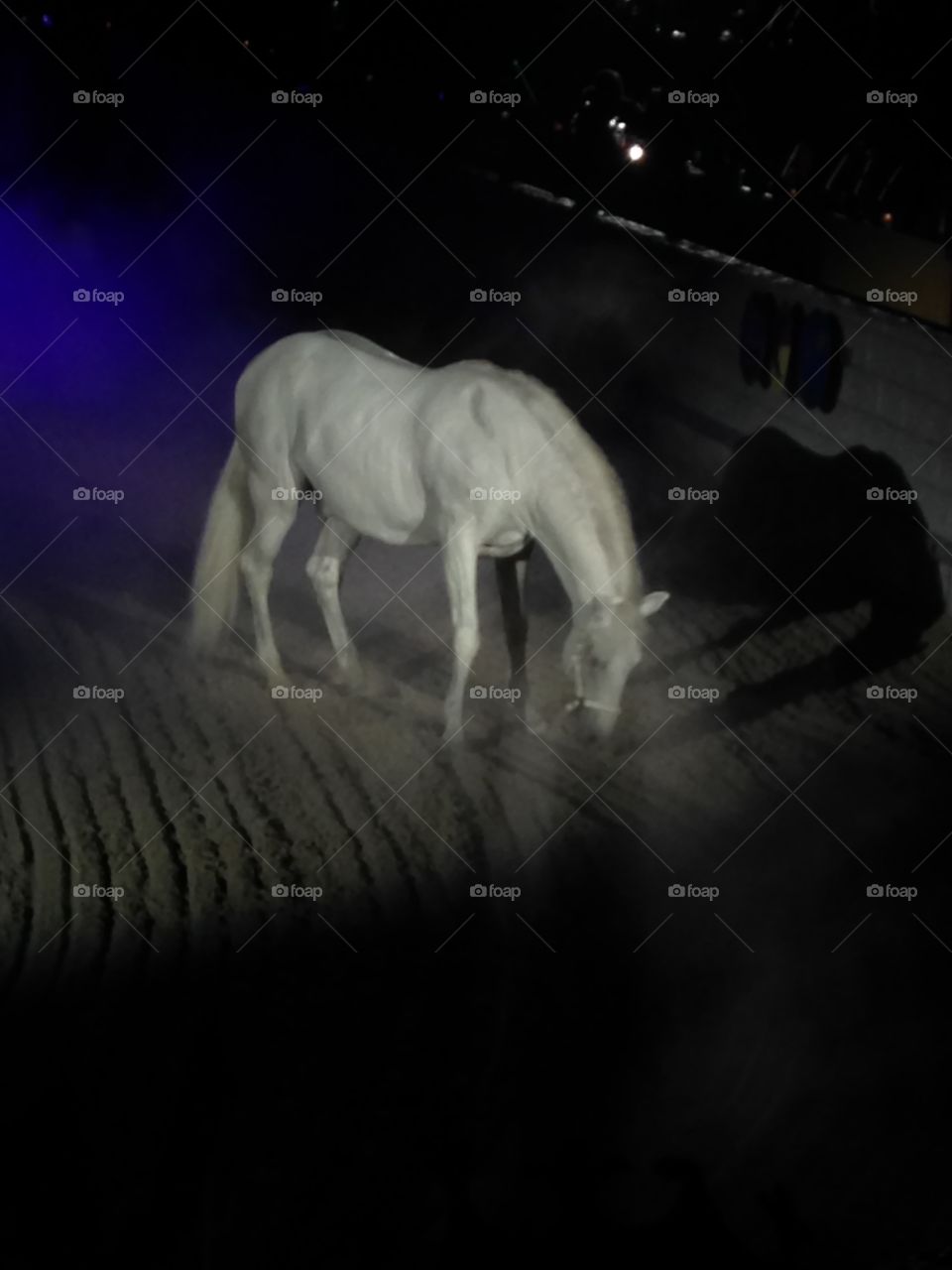 Lone white horse. White horse at medieval times