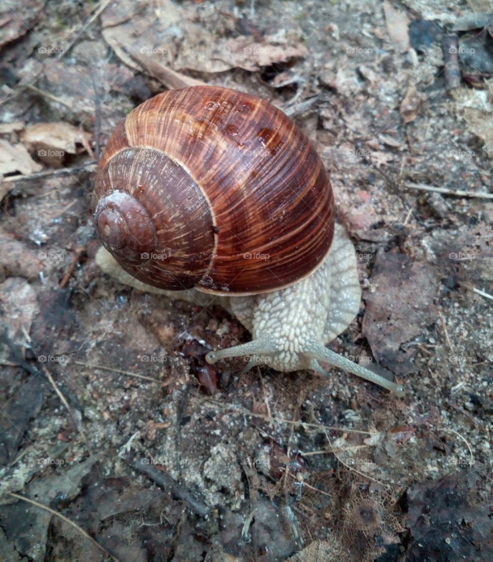 Snail, Slow, Shellfish, Gastropod, Shell