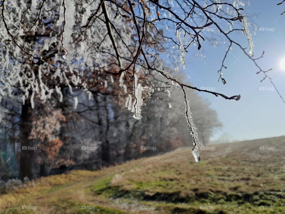 spring in the forest