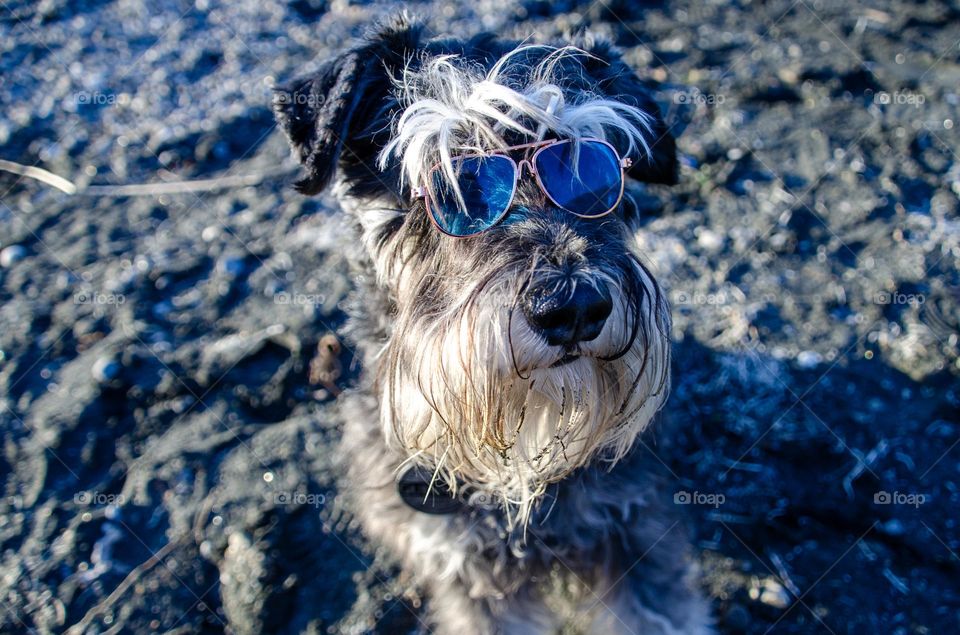 Dog with sunglasses 