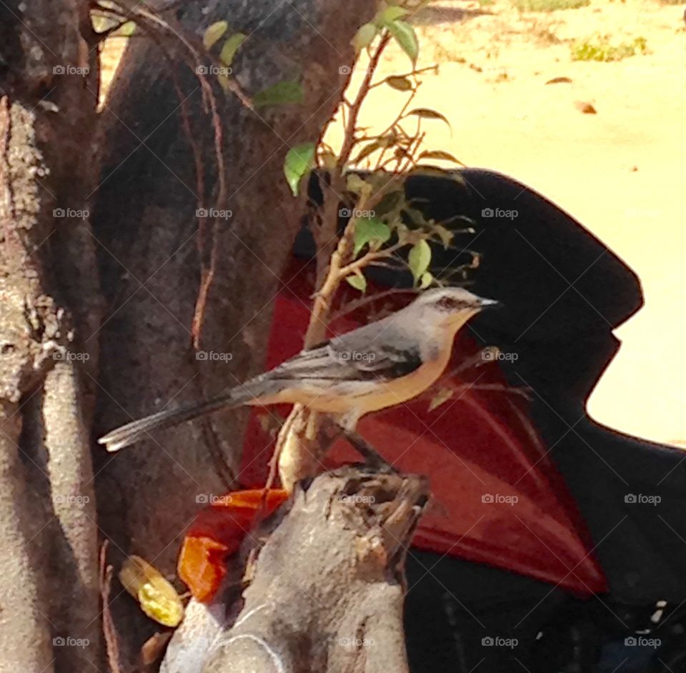 Tropical bird