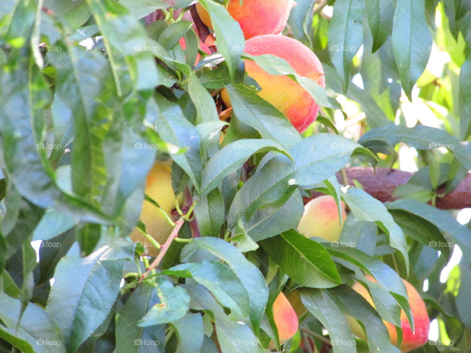 Leaf, Nature, Flora, No Person, Food