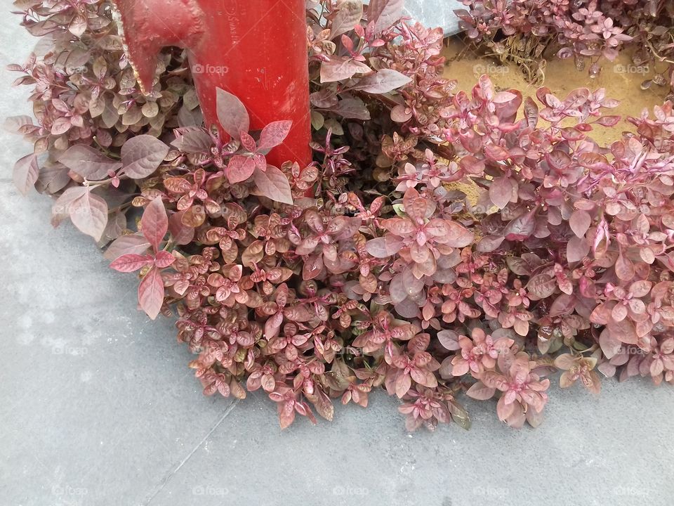 great! Different colour planted in the garden nice beauty.