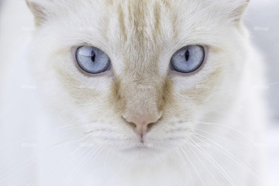 Portrait of beautiful cat with blue eyes, close up 