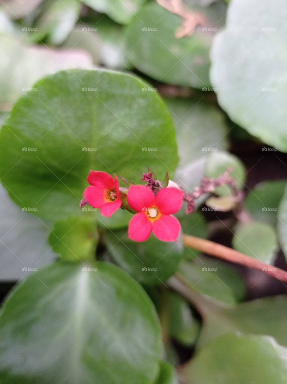 pink flowers against big green leaves