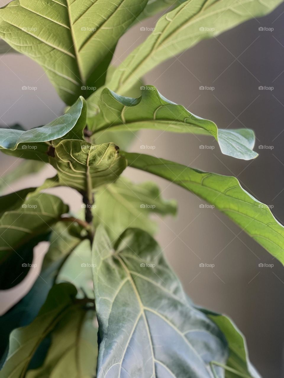Closeup of an indoor fiddle leaf fig plant in window light 