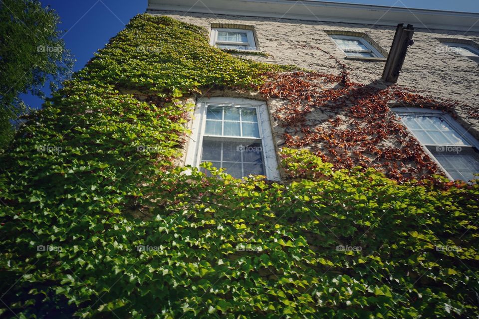 Leafy Facade