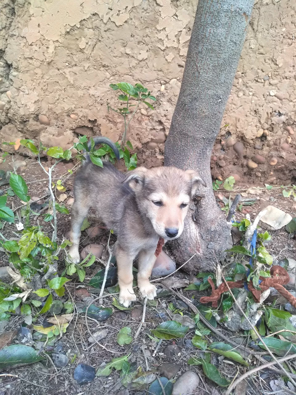 dog