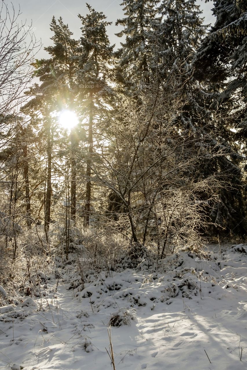 Beautiful winter landscape and sunlight through the tree 