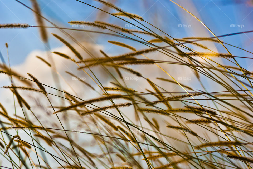 Grass with seeds that was taken with a lower angle to get some sky in the photo too