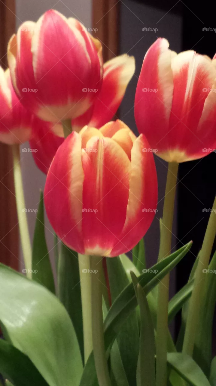 Tulip 