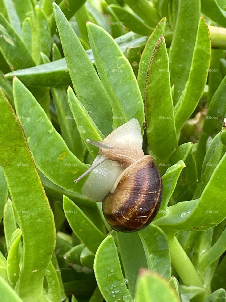 Little Snail