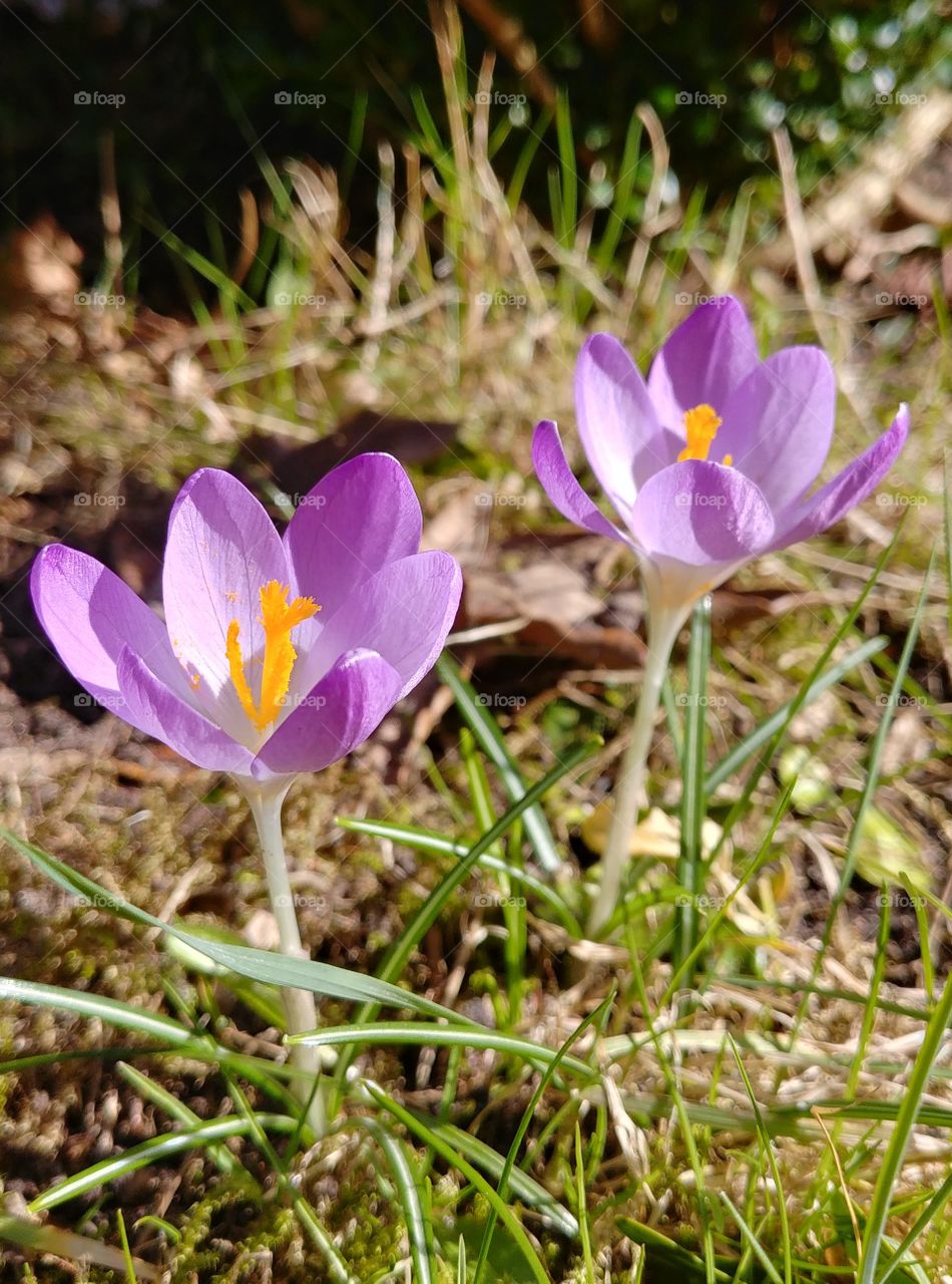 Krokus blühen Blüten Blume lila Frühling Frühjahr frühblüher flower spring wiese