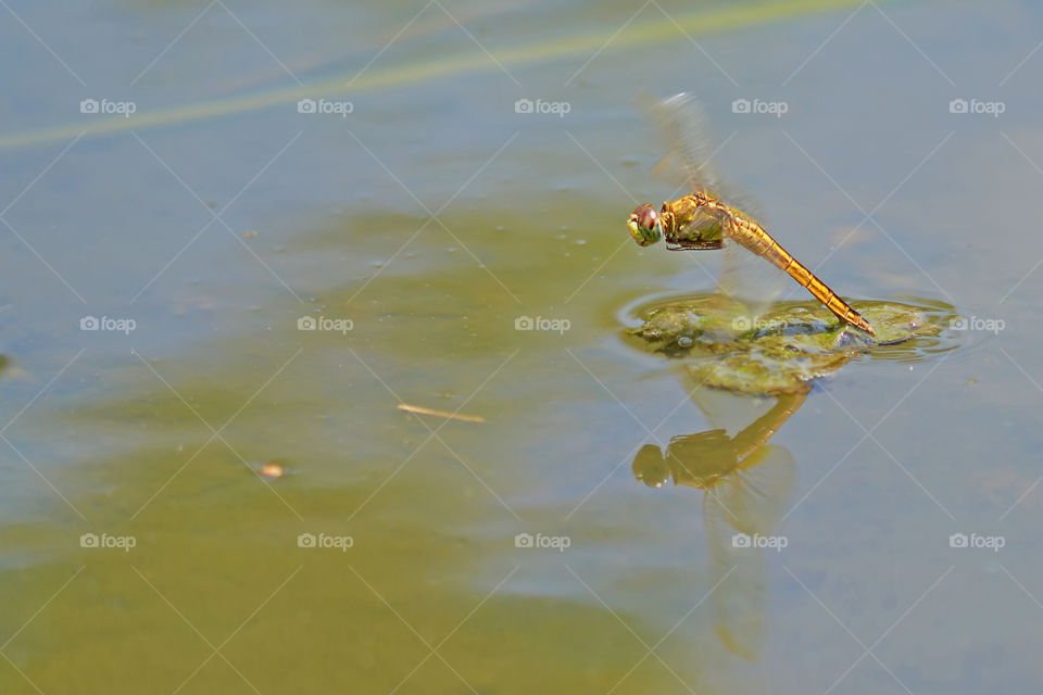 flying dragonfly.