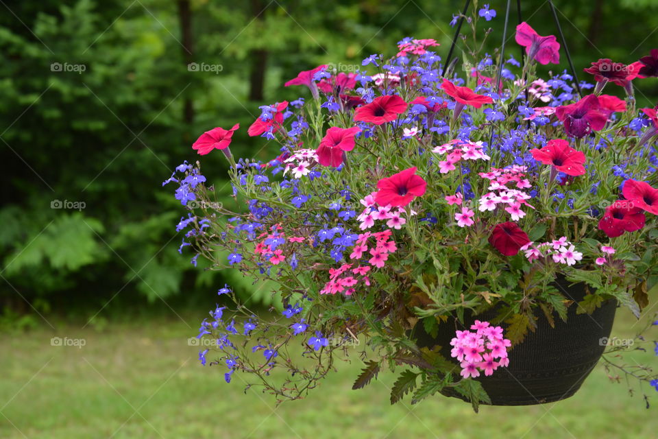 Colorful Flowers. Garden flowers 