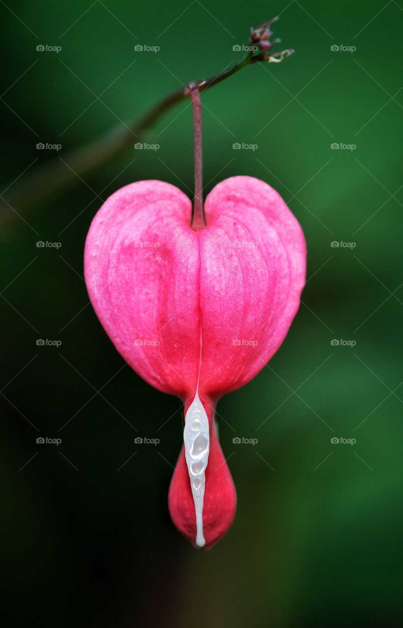 A pink, heart shaped flower from a Bleeding Heart.