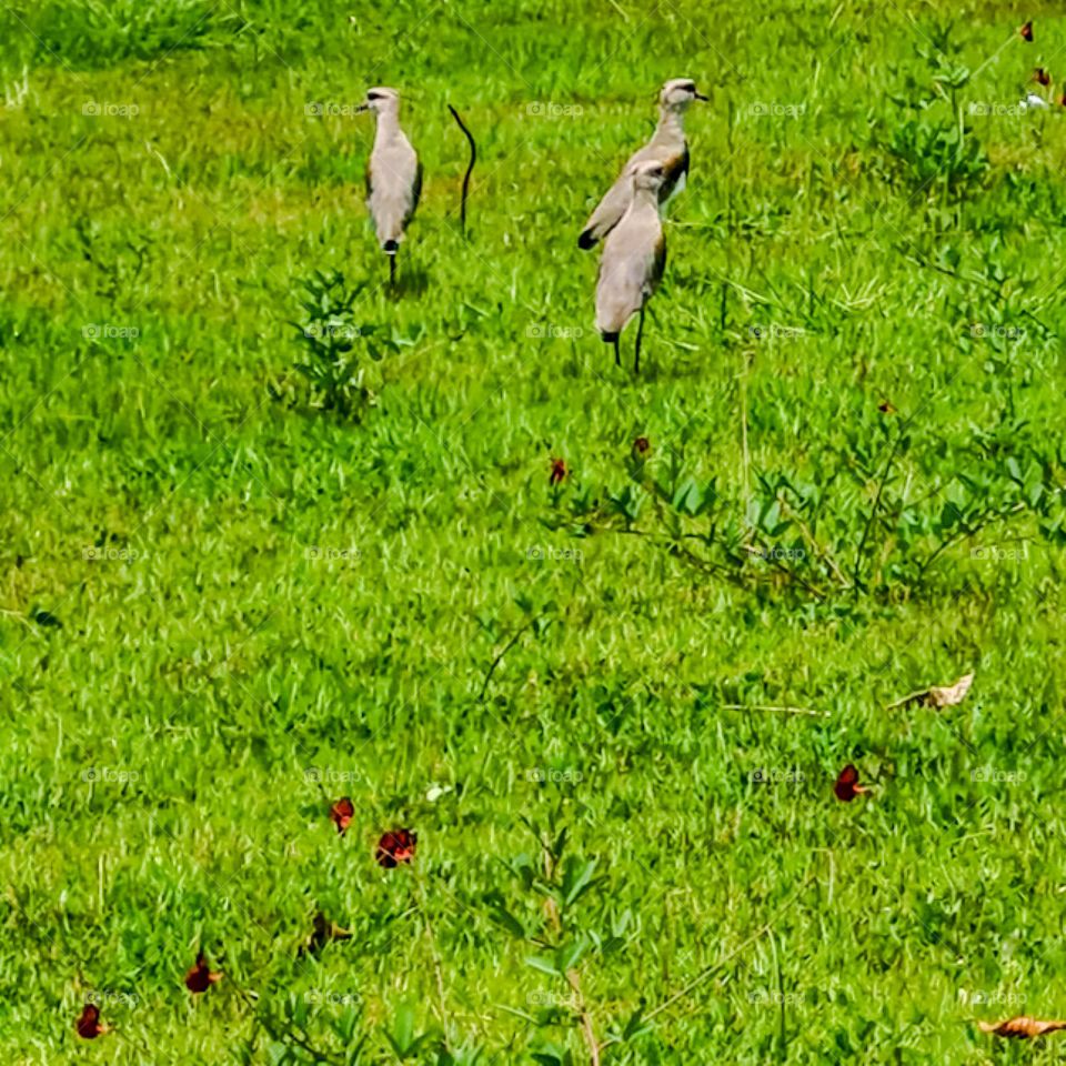 Quero-quero: It is a medium to small bird and has spurs at the angle of the wings, used as a weapon of attack and defense.