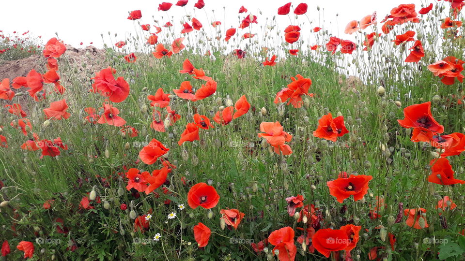 poppies
