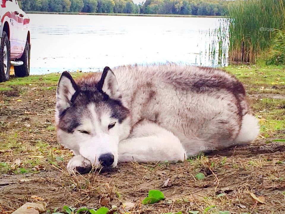 Dog having a nap by the lake on a hot summer day