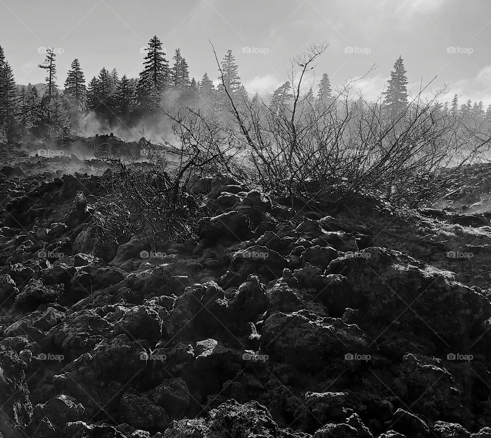 Morning mist rising from a field of lava rock on a sunny winter day in the forests of Oregon. 