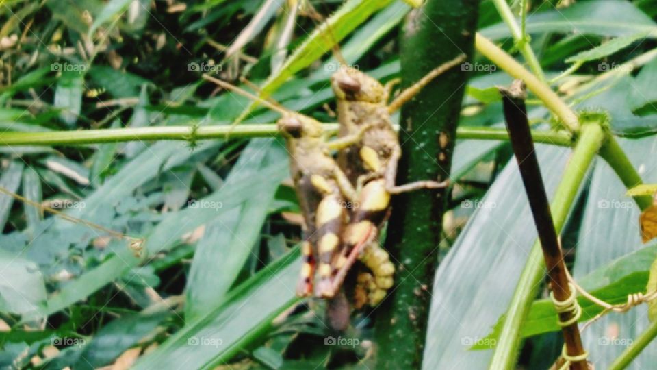 a pair of Grasshoppers
