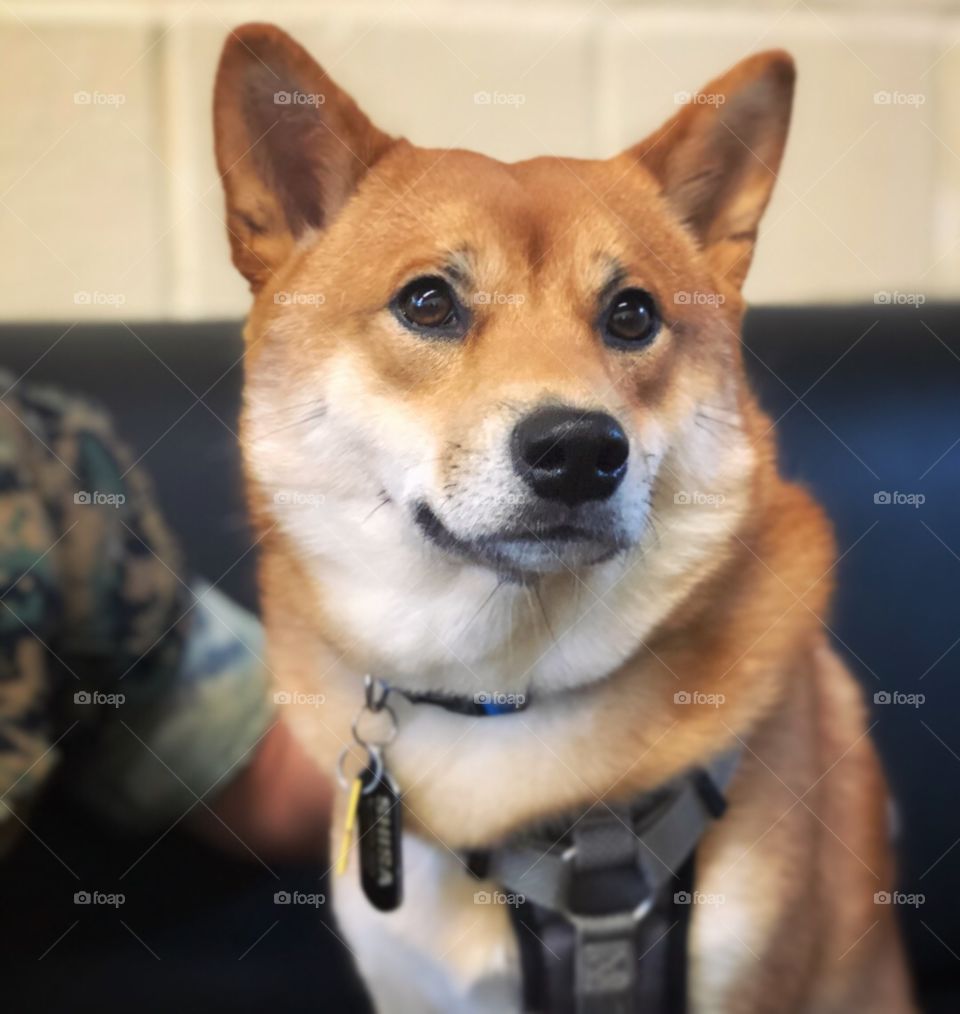 Dog, Mammal, Canine, Pet, Cute