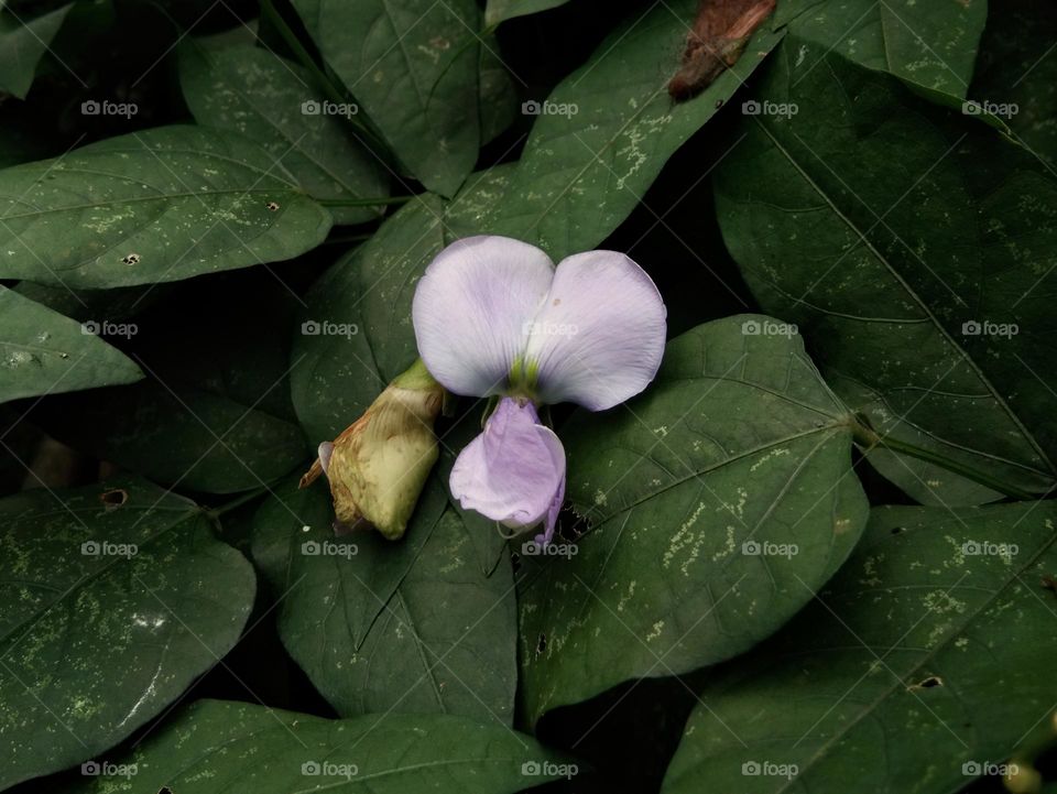 winged bean flower between it's foliage.  edible plant