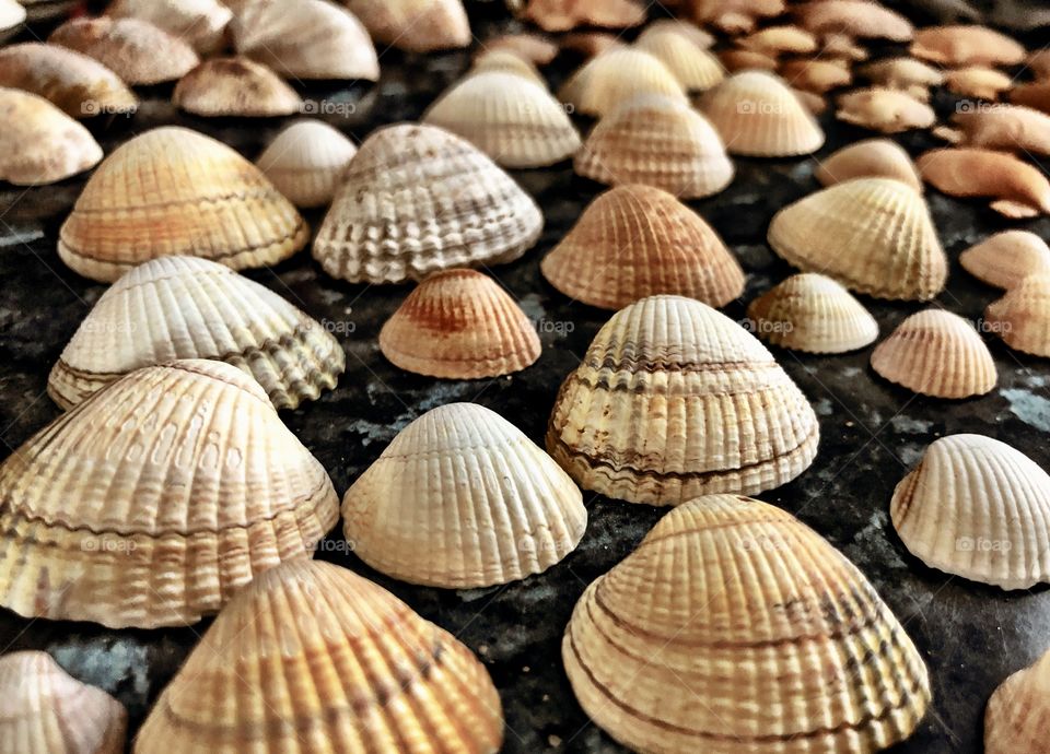 Close up of ridges on pretty cockle shells collected from the beach on summer holidays