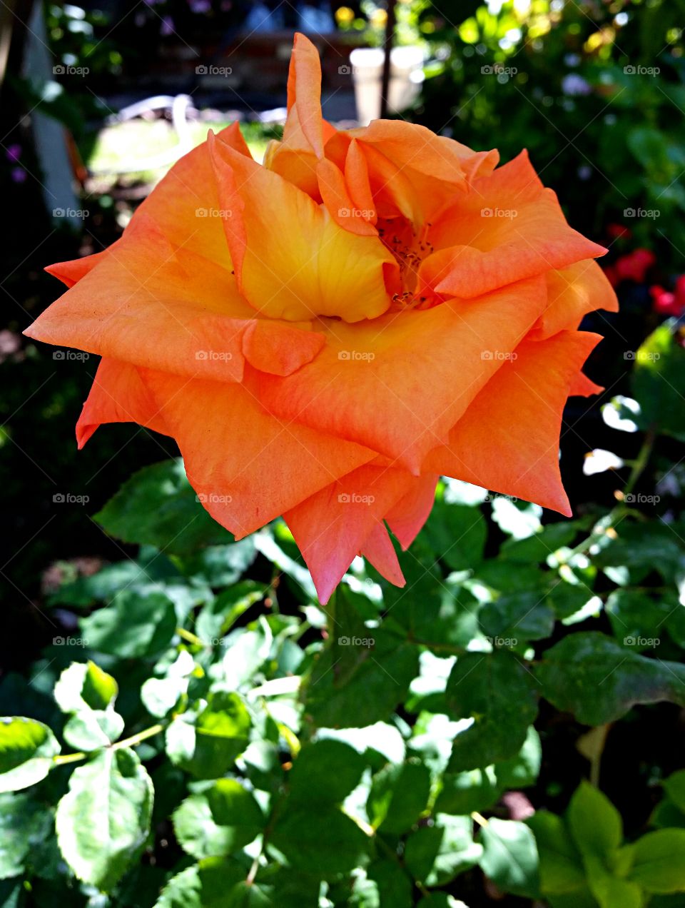 Orange Rose. Orange Rose In The sun