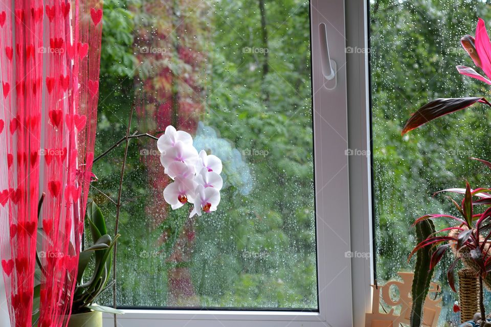 Flower, Nature, Window, Summer, Wood