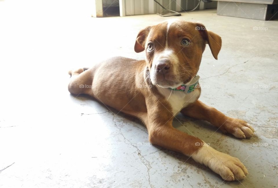 Catahoula pit bull cross wearing a collar with green eyes blaze face and brindle coat looking sweet sitting like a frog on the concrete floor