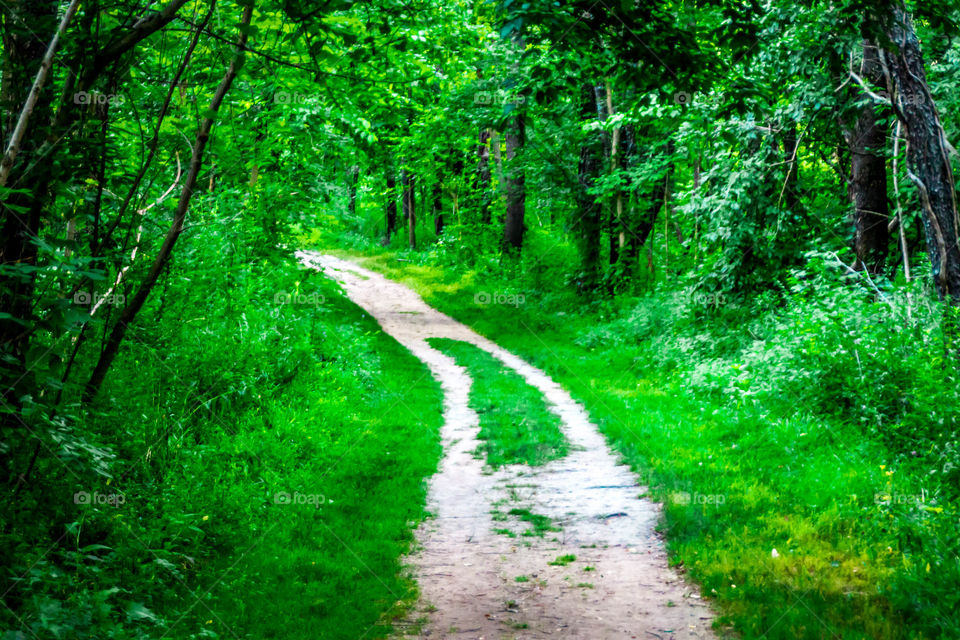 Footpath passing through forest