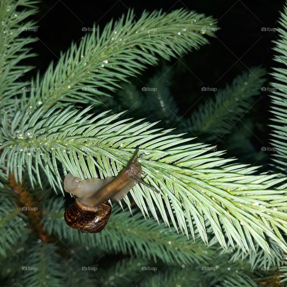 garden snail on a pine branch