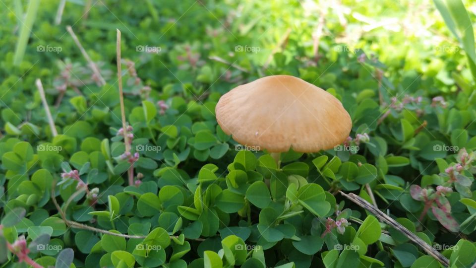 mushroom in the grass