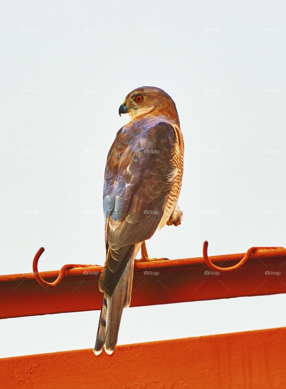 Bird photography - Shikra - Scouting