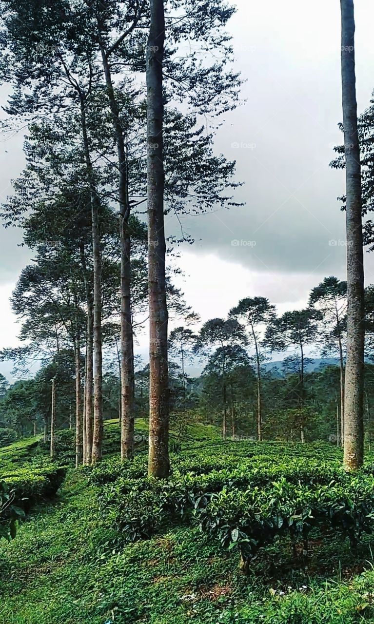 Pacet,  central of java