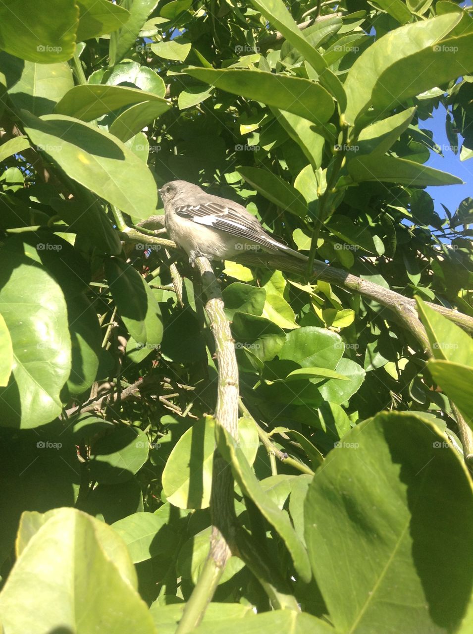 bird in tree!