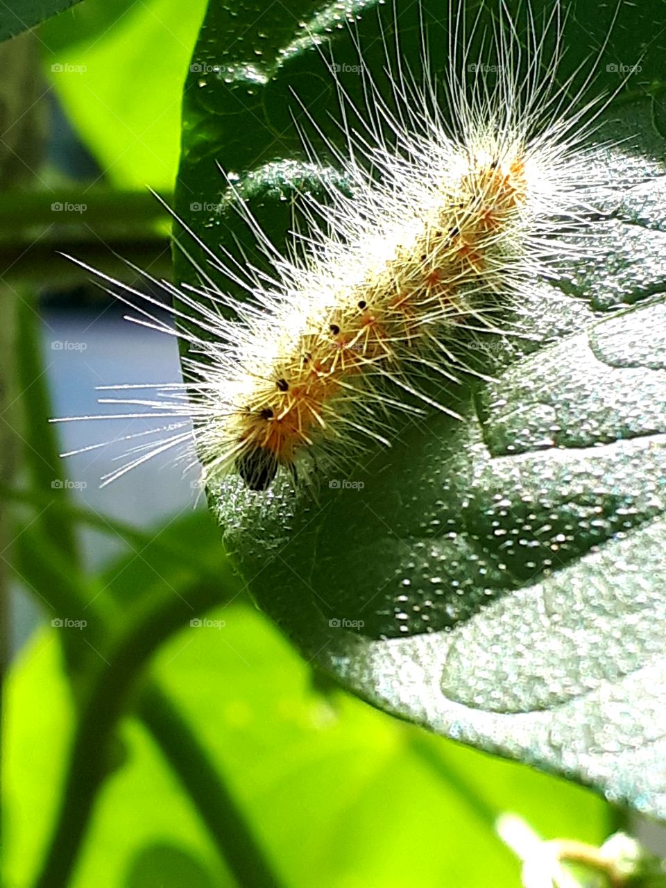 caterpillar