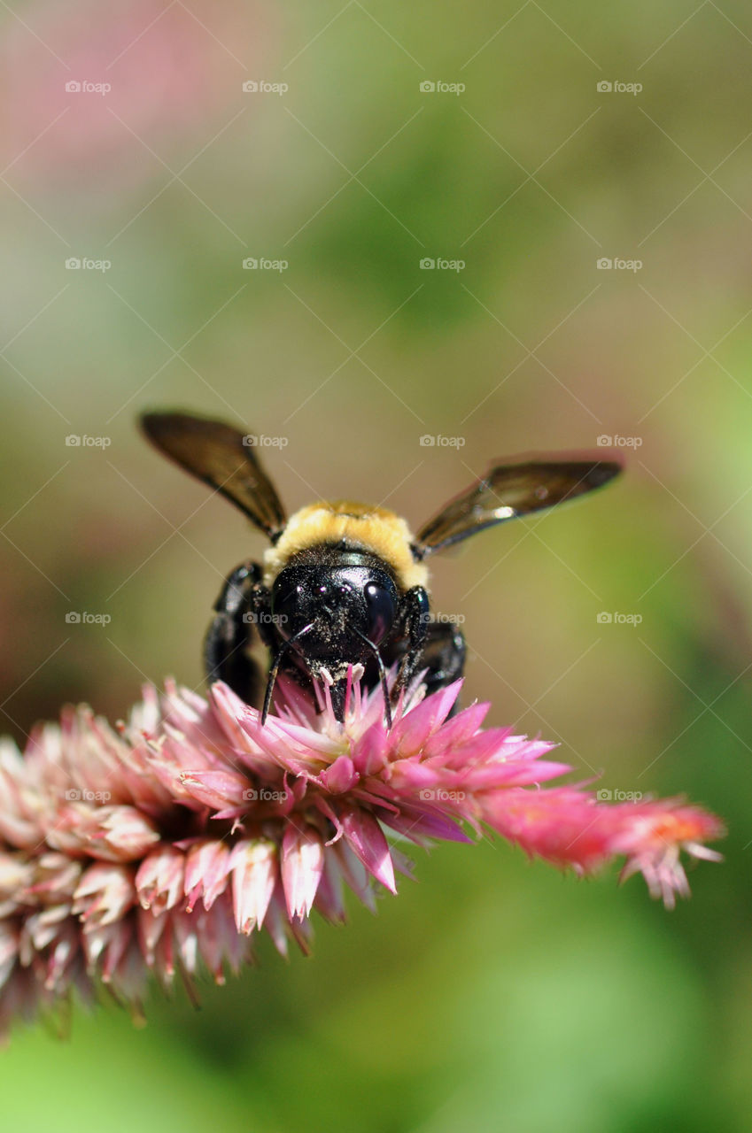 Bee on pink flowers