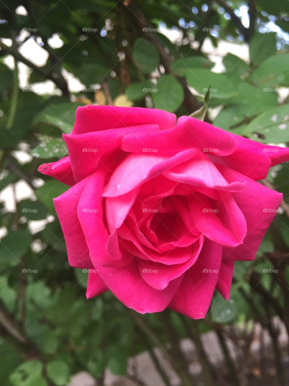 Rose bloom