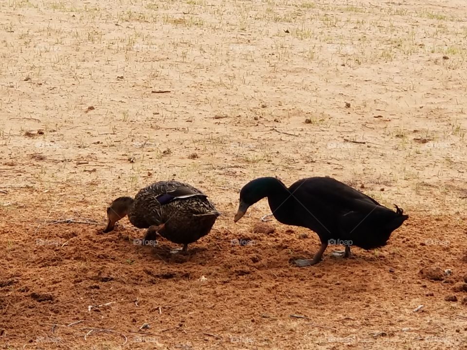 the  Last 2 remaining ducks on the farm