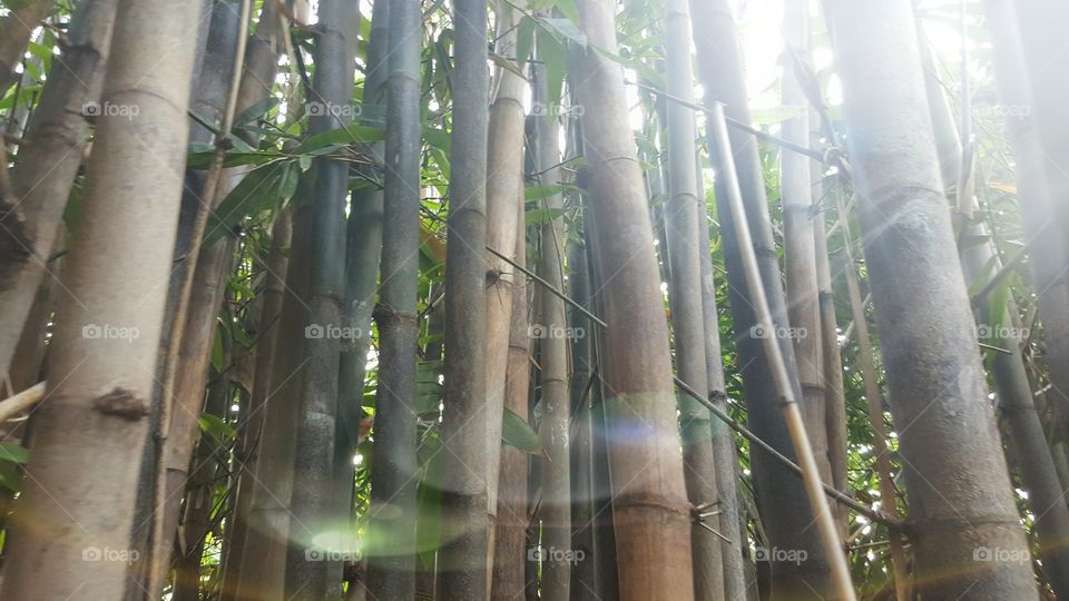 bamboo