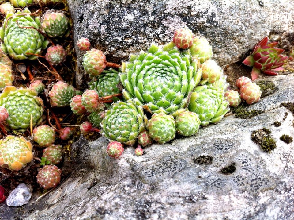 Stonecrop plants in rock garden.