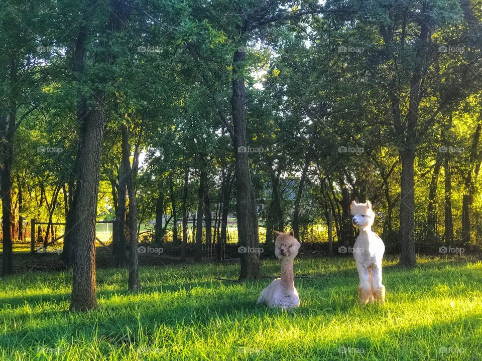Alpacas in Pasture