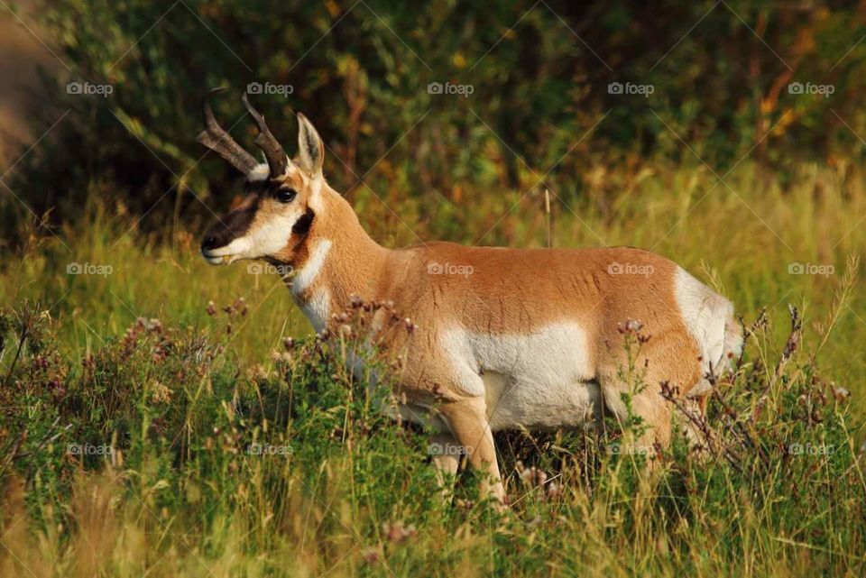 Pronghorn